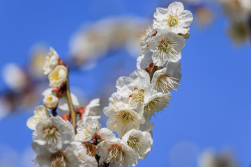 白梅の花