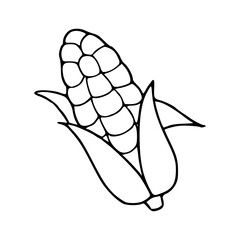 corn on the cob vector outline illustration