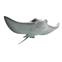 Fototapeta premium 3D realistic manta ray for ocean life, marine animal, underwater, or sea adventure concept isolated on a transparent background, png, cutout