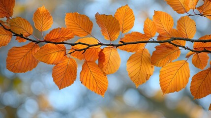 Autumn Leaves Turning Orange and Yellow on Beech Tree