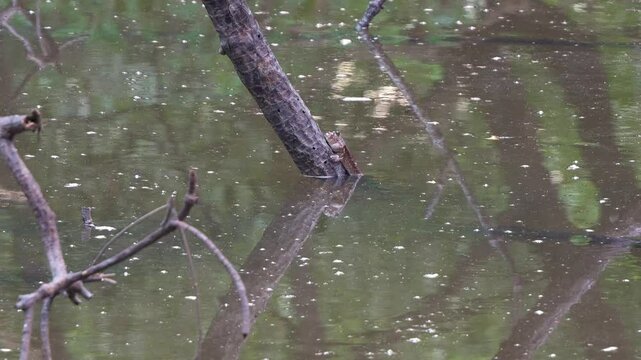 A giant mudskipper (Periophthalmodon schlosseri) perches on a submerged mangrove branch in a wetland environment.