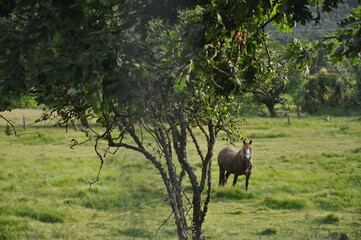 Fototapeta premium Nature