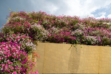 Flower background against the sky. Bright pink and white petunias on a gold metal flower bed