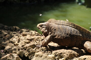 Obraz premium Reptile on rocks