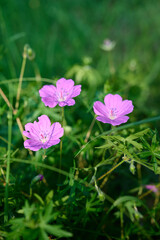A flower of the geranium genus grows in the forest.