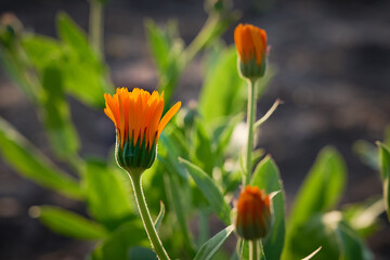 Orange marigold flowers (Calendula officinalis), medicinal plants grown in the garden.