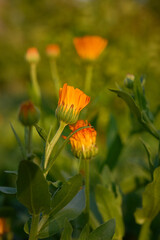 Orange marigold flowers (Calendula officinalis), medicinal plants grown in the garden.