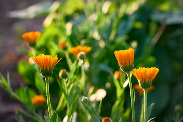 Bright orange calendula flowers (Calendula officinalis).