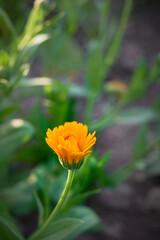 Orange marigold flowers (Calendula officinalis), medicinal plants grown in the garden.