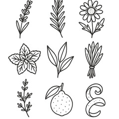 Herbal Plant Icons. Line style icons of Herbal Plants: lavender sprig, rosemary branch, chamomile flower, eucalyptus leaf, mint