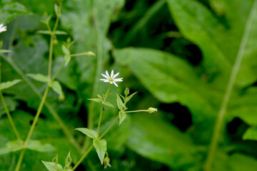 Water chickweed (Stellaria aquatica, Myosoton aquaticum), flower