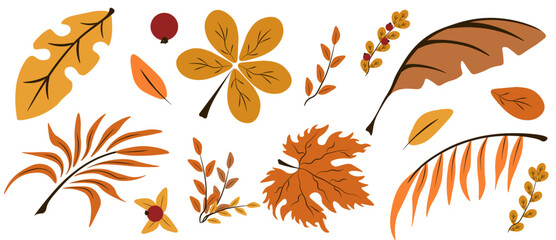 Autumn leaves set isolated transparent background. Vector illustration of colored dry Autumn leaves includes palm tree, chestnut tree, maple tree. Perfect Autumn design element template design. EPS 10