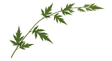 Isolated Sprig of Green Leaves