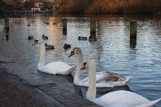Swan Family at Sunset on Peaceful Lake