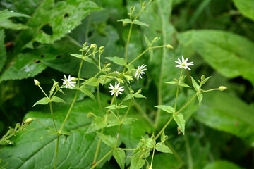 Water chickweed (Stellaria aquatica, Myosoton aquaticum), flower