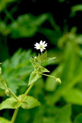 Water chickweed (Stellaria aquatica, Myosoton aquaticum), flower