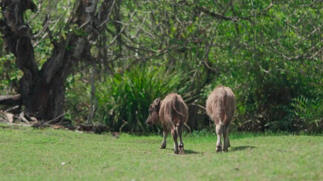 A herd of Asian buffalo or water buffalo calf are eating grass on the beach. A herd of water buffalo or Indian buffalo calf playing and eating fresh grass	