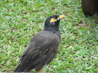 Bird on grass
