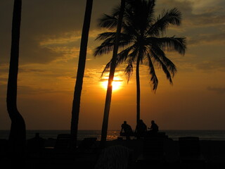 Palm trees at sun down lighting