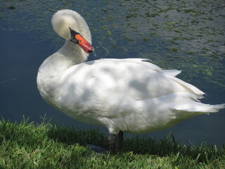 Wedding-themed image with romantic and decorative elements