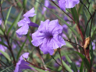 Wedding-themed image with romantic and decorative elements