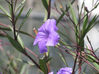 Wedding-themed image with romantic and decorative elements