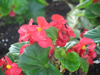 Wedding-themed image with romantic and decorative elements