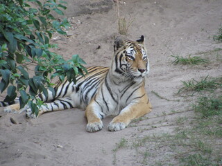 Tiger laying down