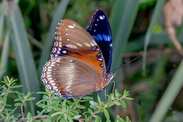Australian Butterfly - Varied Eggfly (Hypolimnas bolina nerina) 