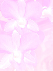 blurred purple phalaenopsis orchid flower