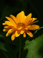 Vibrant Yellow Daisy-like Flower Blooming in Dark Background