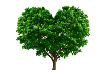 Vibrant green heart shaped tree isolated on transparent background