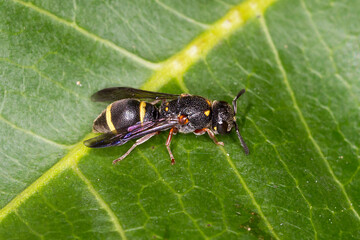 Fototapeta premium Black and Yellow Potter Wasp on Leaf 