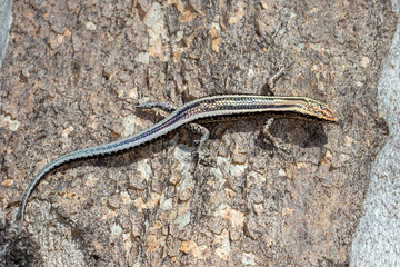 Closeup of Sleek Skink with Smooth Scales - Elegant Snake-eyed Skink (Cryptoblepharus pulcher)