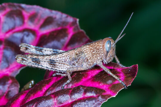 Giant Grasshopper (Valanga irregularis) - Close Up of Juvenile on Pink-Flecked Foliage