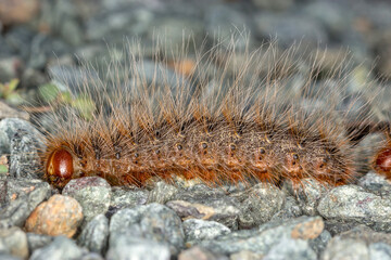 Processionary Caterpillar Showing Long Bristles - Bag-shelter Moth (Ochrogaster lunifer)