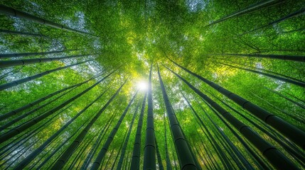 Lush bamboo forest canopy (1)