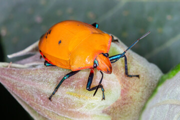 Orange Bug - Female Hibiscus Harlequin Bug (Tectocoris diophthalmus)