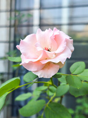 Blooming pink roses on summer