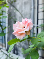 blooming pink roses on summer