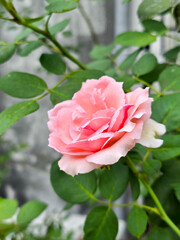 blooming pink roses on summer