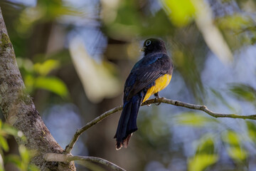 Black-headed trogon (Trogon melanocephalus) sitting in a tree in Belize
