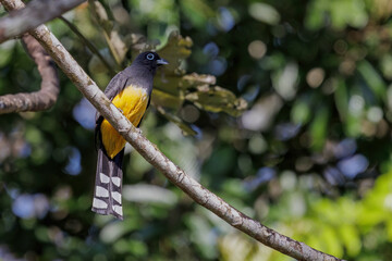 Black-headed trogon (Trogon melanocephalus) sitting in a tree in Belize