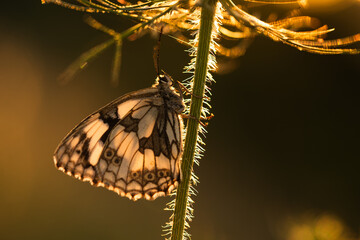 Motyl szachownica polowiec o wschodzie słońca na łące, tło natury.  © Elżbieta Kaps