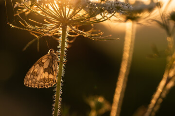 Motyl szachownica polowiec o wschodzie słońca na łące, tło natury.  © Elżbieta Kaps