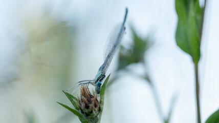 Mała ważka o swicie na łace.