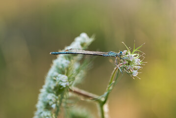 Mała ważka o swicie na łace.