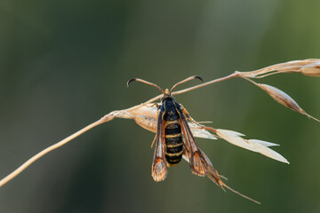 Motyl przeziernik na trawie na łące.