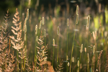 Trawa na łące o poranku w rosie. 