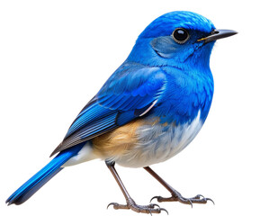 Obraz premium Realistic Blue Songbird Standing with Head Tilted,